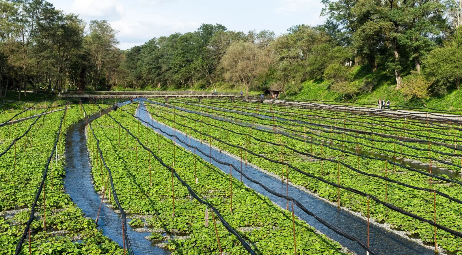 Daio Wasabi Farm's spring-fed canals near Matsumoto, visited on the full-day countryside tour