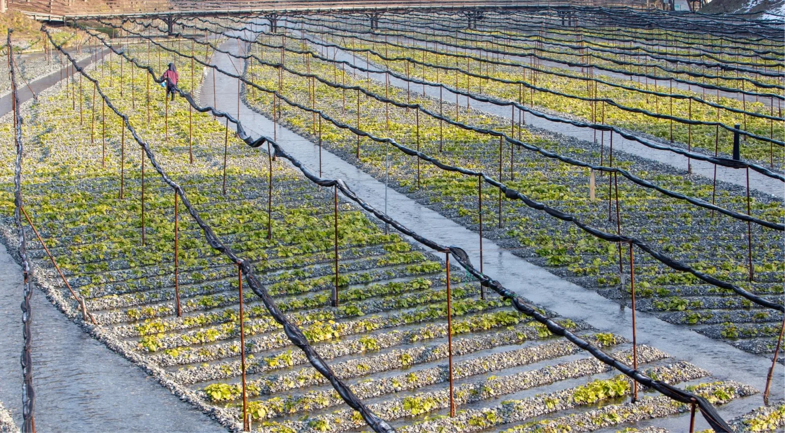 Wasabi plants growing in Daio Wasabi Farm's shaded gravel beds