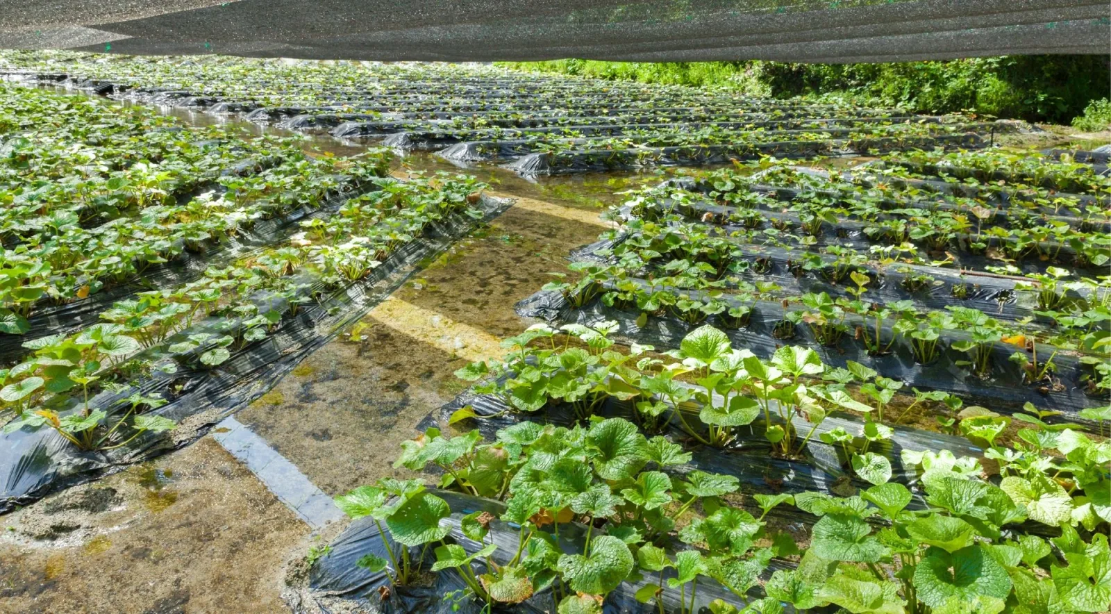 Rows of wasabi plants at Daio Wasabi Farm near Matsumoto