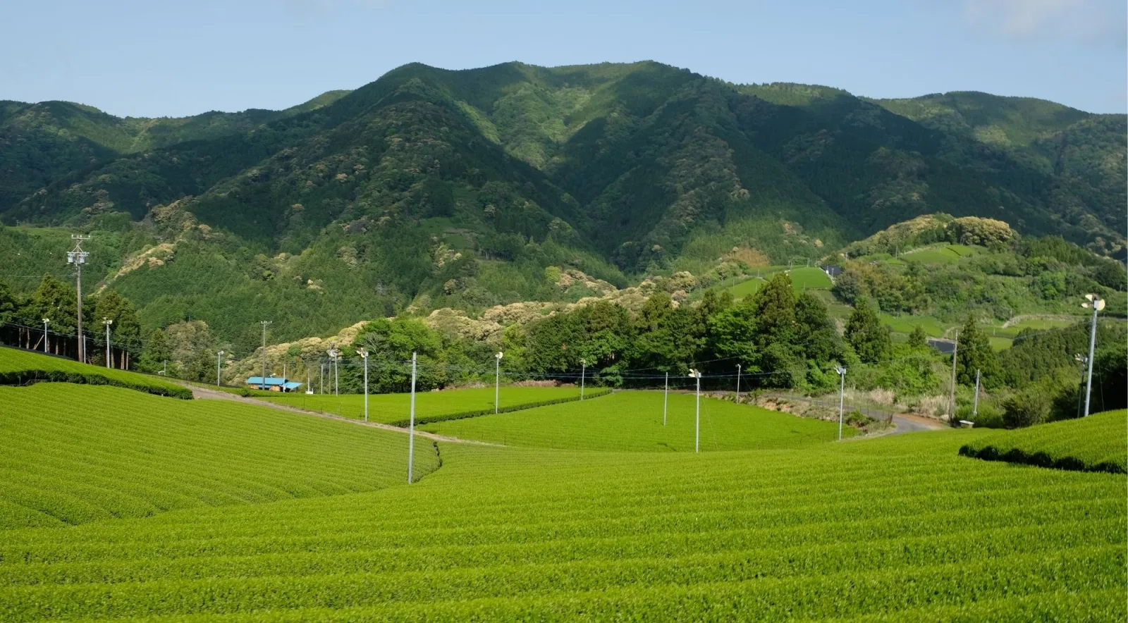 Green tea fields in the Nagano countryside near Matsumoto with mountains behind